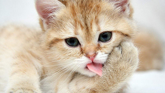 Kedi Patisi Kedi Patisi