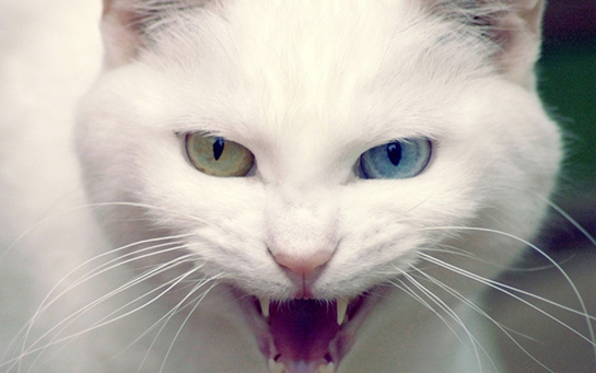 Kuduz Kedi Kuduz Kedi