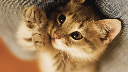 Rüyada Kedi Isırması Rüyada Kedi Isırması