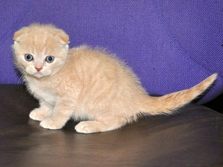 Scottish Kedi Türleri ve Özellikleri