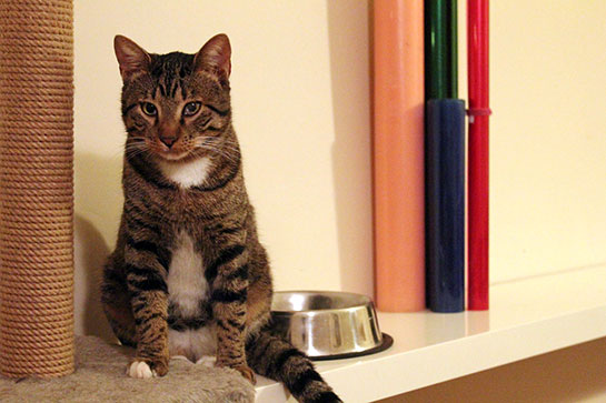 Erkek Kedi Türleri ve Özellikleri