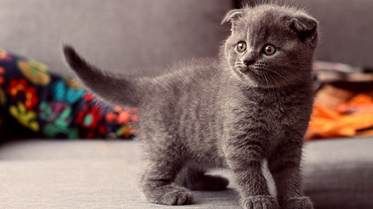 Kedi siyah. Irklar: isimler ve özellikler Kedi siyah. Irklar: isimler ve özellikler
