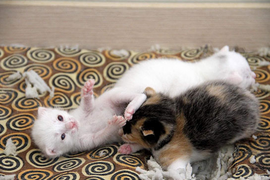 Kedi Doğumu Türleri ve Özellikleri