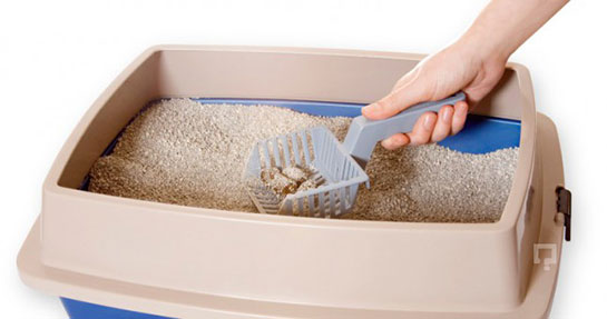 Kedi Kumu Kullanımı ve Faydaları Nelerdir?