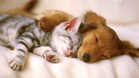 Kedi Ve Kopek