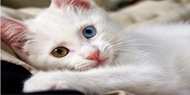 Rüyada Beyaz Kedi Görmek, Rüya Yorumu ve Anlamı Rüyada Beyaz Kedi Görmek