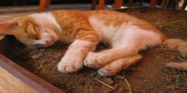 Rüyada Ölü Kedi Görmek, Rüya Yorumu ve Anlamı Rüyada Ölü Kedi Görmek