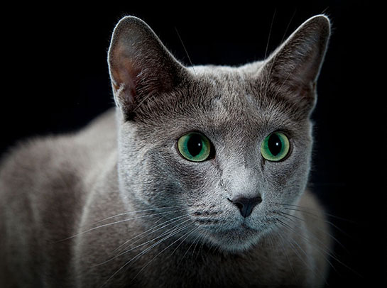 Rus Kedisi Türleri ve Özellikleri